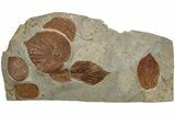 Seven Fossil Leaves (Zizyphoides, Beringiaphyllum & Davidia) -Montana #204023-1